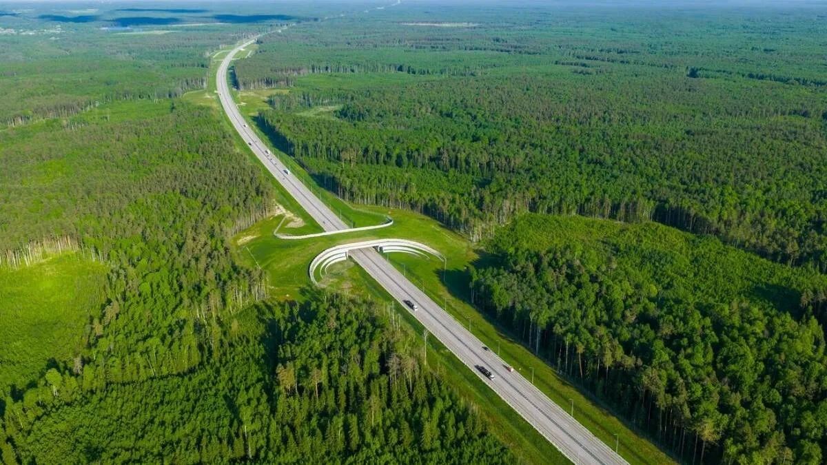 За три года на скоростных трассах высадили около 3 млн деревьев