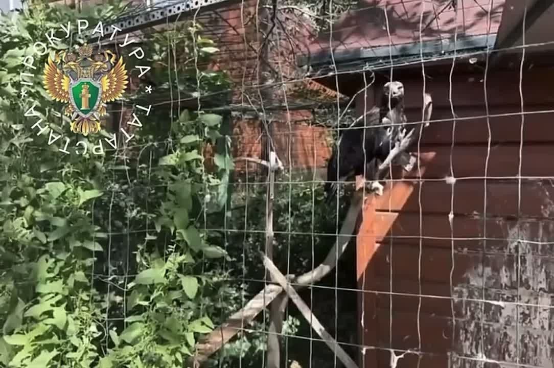 В нижнекамском зоопарке «Ноев Ковчег» прокуратура обнаружила нарушения