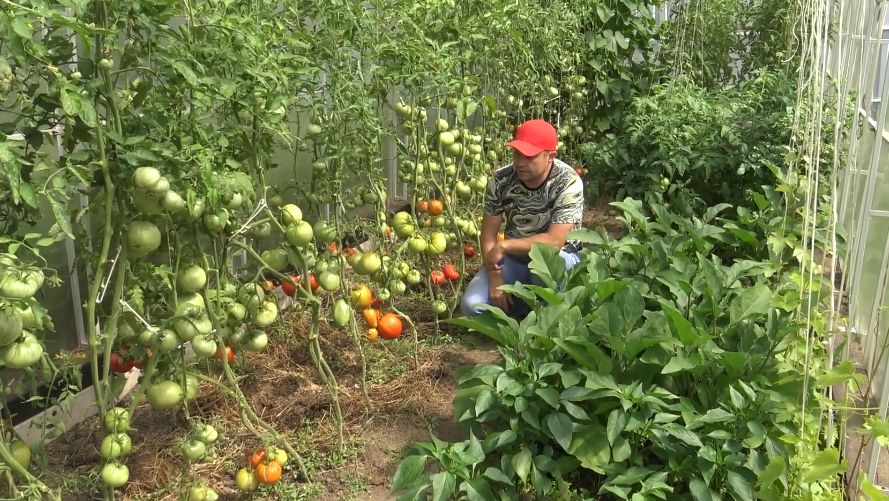 7 надежных сортов томатов: проверенные временем решения для огородников