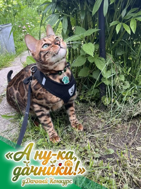 Приветствуем уважаемых зрителей, подписчиков и участников нашего конкурса! Приветствуем уважаемых зрителей, подписчиков и участников нашего конкурса!