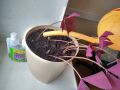 Уход за комнатными растениями зимой: советы по освещению, влажности и поливу