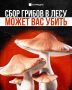 30 мг яда бледной поганки достаточно, чтобы убить взрослого человека