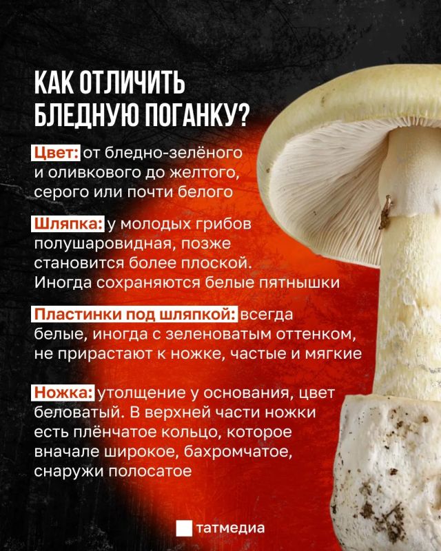 30 мг яда бледной поганки достаточно, чтобы убить взрослого человека 30 мг яда бледной поганки достаточно, чтобы убить взрослого человека