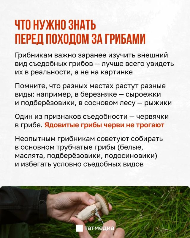 30 мг яда бледной поганки достаточно, чтобы убить взрослого человека 30 мг яда бледной поганки достаточно, чтобы убить взрослого человека