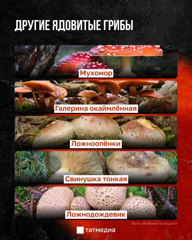 30 мг яда бледной поганки достаточно, чтобы убить взрослого человека 30 мг яда бледной поганки достаточно, чтобы убить взрослого человека