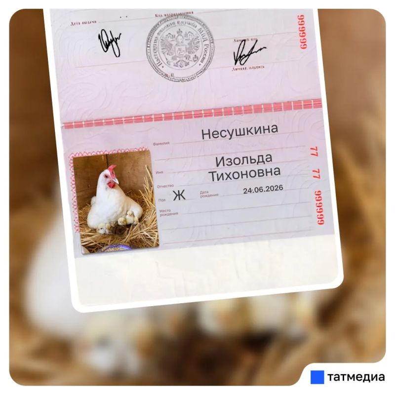 Кто уже повел куриц в МФЦ? Кто уже повел куриц в МФЦ?