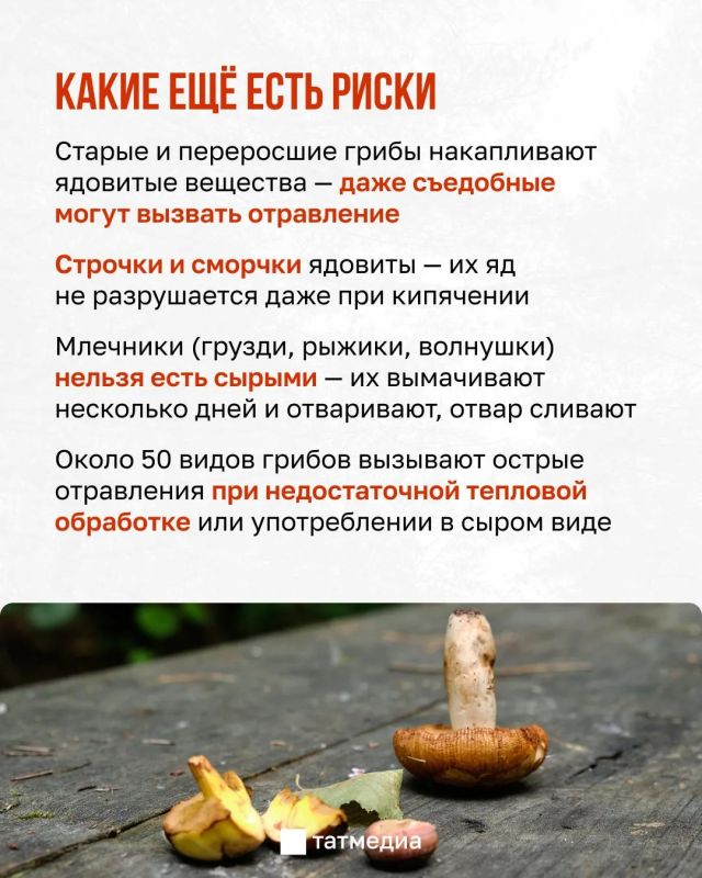 30 мг яда бледной поганки достаточно, чтобы убить взрослого человека 30 мг яда бледной поганки достаточно, чтобы убить взрослого человека