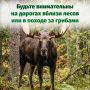 Лось в лесу или на дороге – не просто неожиданная встреча