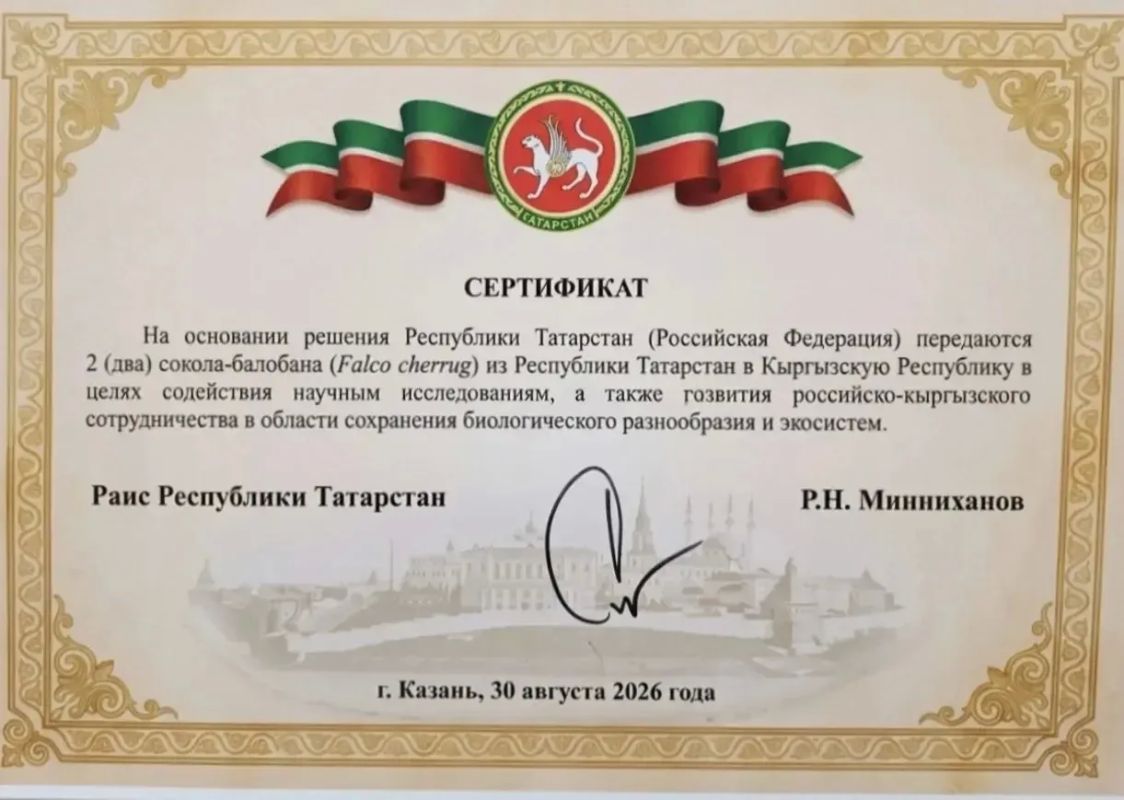 Крылатый подарок Татарстана: два балобана отправились в Кыргызстан Крылатый подарок Татарстана: два балобана отправились в Кыргызстан