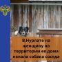 Нурлатская городская прокуратура провела проверку по обращению пенсионерки, на которую в марте 2026 года напала собака соседа