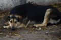 Больших собак в Татарстане обязали выгуливать на коротком поводке и в наморднике