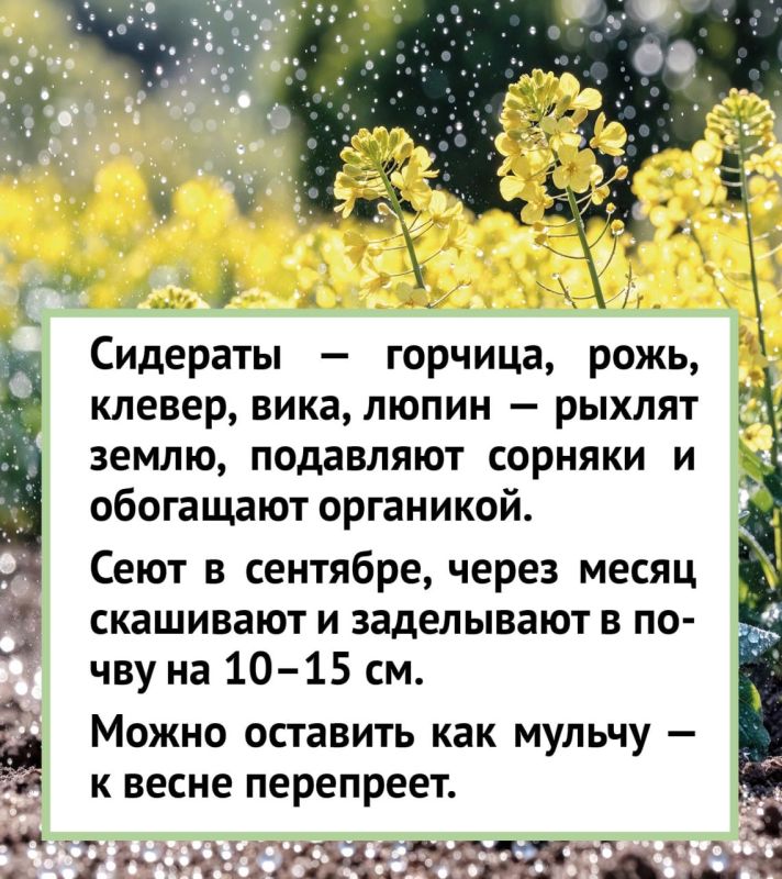 Подготовка почвы к зиме: советы экспертов Подготовка почвы к зиме: советы экспертов