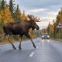 Водителей предупредили: осенью лоси чаще выходят на дороги
