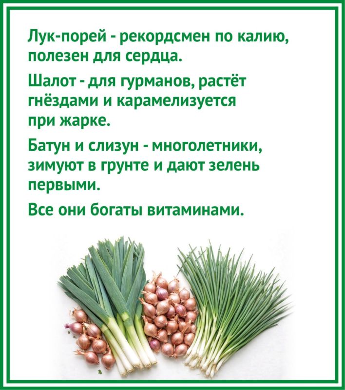 Как выбрать хороший лук и почему от него плачут? Рассказываем в карточках от «КВ» Как выбрать хороший лук и почему от него плачут? Рассказываем в карточках от «КВ»