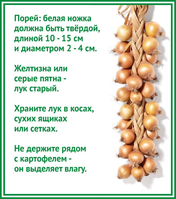 Как выбрать хороший лук и почему от него плачут? Рассказываем в карточках от «КВ» Как выбрать хороший лук и почему от него плачут? Рассказываем в карточках от «КВ»