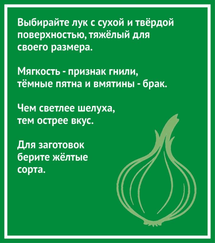 Как выбрать хороший лук и почему от него плачут? Рассказываем в карточках от «КВ» Как выбрать хороший лук и почему от него плачут? Рассказываем в карточках от «КВ»