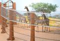 В Казань привезли восемь жирафов из Намибии