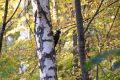 Нижнекамский фотограф Павел Особливый поймал в объектив своего фотоаппарата невероятно скрытную и редкую птицу — черного дятла