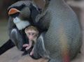 В Казанском зооботсаду родился детеныш мартышки Бразза