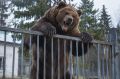 17 погибших за полгода: нашествие медведей в России