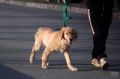 В Казани проведут бесплатную вакцинацию животных против бешенства