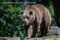 В Татарстане стали чаще замечать медведей