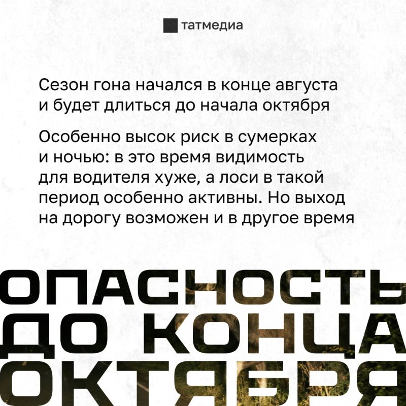 Сейчас в Татарстане продолжается сезон гона Сейчас в Татарстане продолжается сезон гона