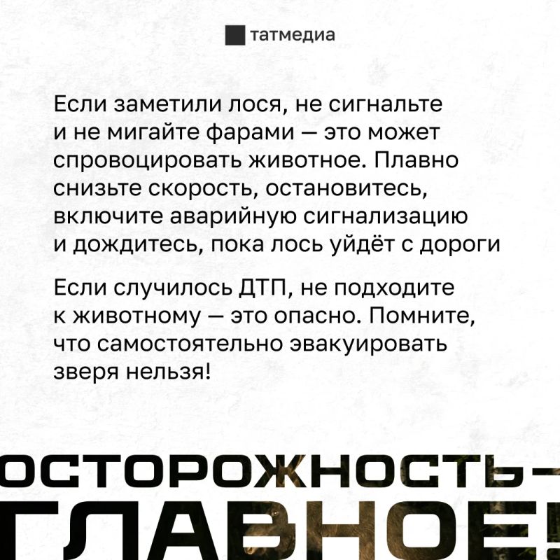 Сейчас в Татарстане продолжается сезон гона Сейчас в Татарстане продолжается сезон гона