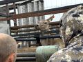 Маралам из «Свияжского охотхозяйства» впервые установили микрочипы