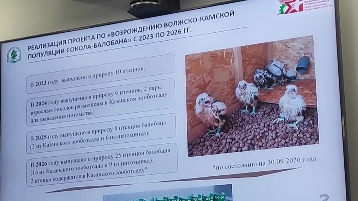 В Татарстане возрождают популяцию краснокнижного сокола