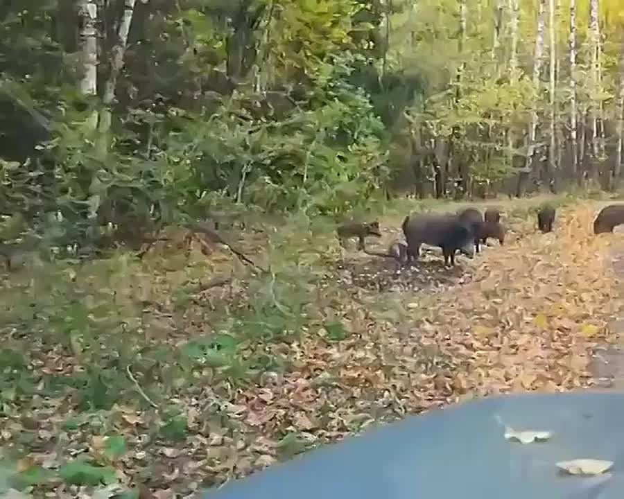 В Татарстане наступила холодная осенняя пора - настало время для прогулок