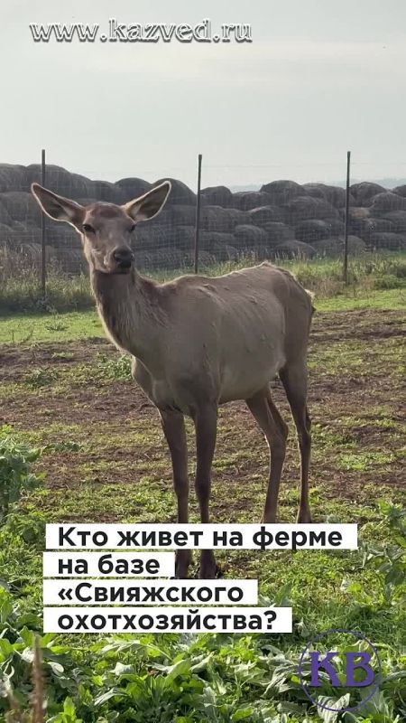 На ферме маралов на базе «Свияжского охотхозяйства» царит своя атмосфера