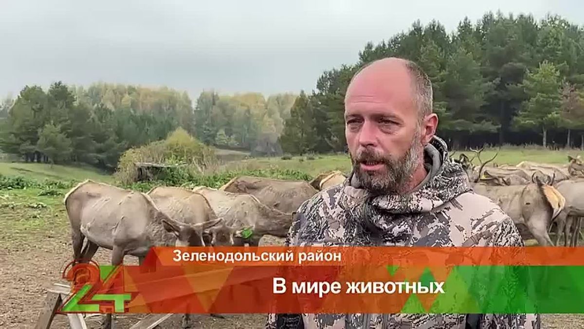 Алтайским маралам в Татарстане начали ставить чипы