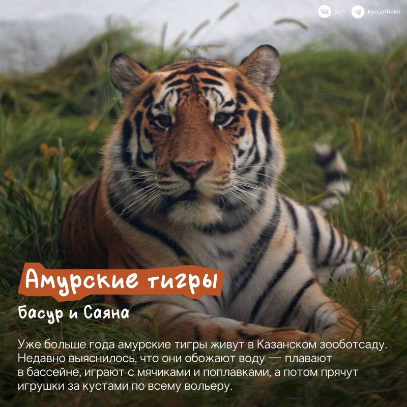 А вы знали, что в нашем зооботсаду живет самое большое в России количество жирафов? А вы знали, что в нашем зооботсаду живет самое большое в России количество жирафов?