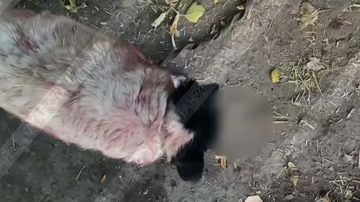 В Казани ищут того, кто два часа издевался над пожилой собакой