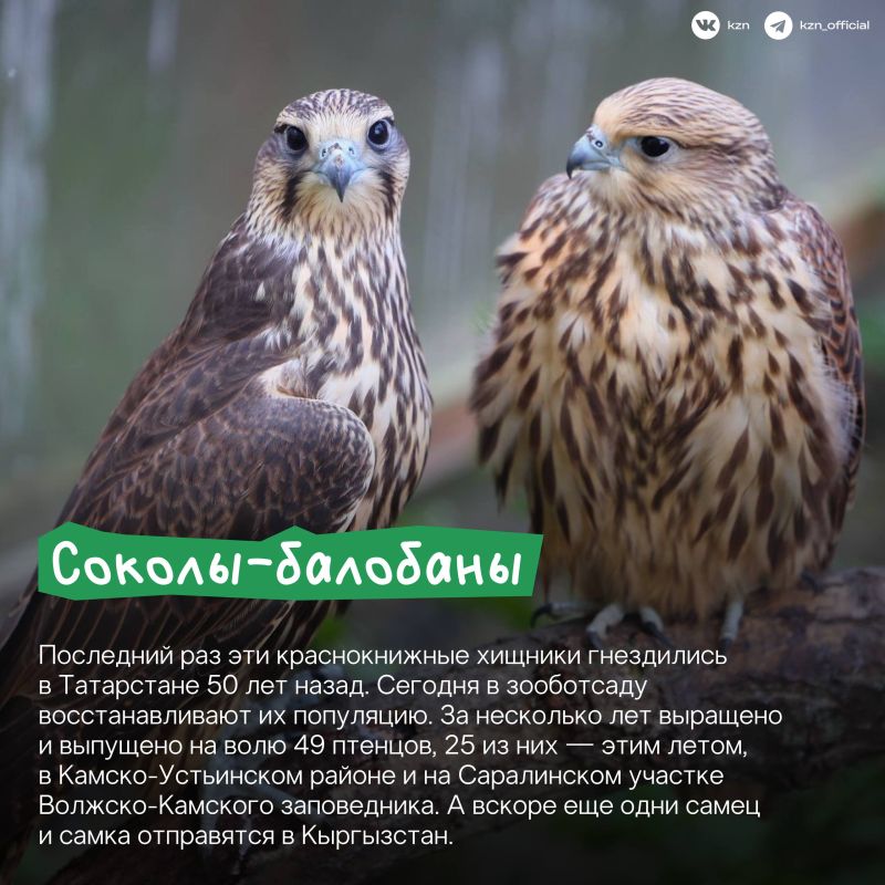 А вы знали, что в нашем зооботсаду живет самое большое в России количество жирафов? А вы знали, что в нашем зооботсаду живет самое большое в России количество жирафов?