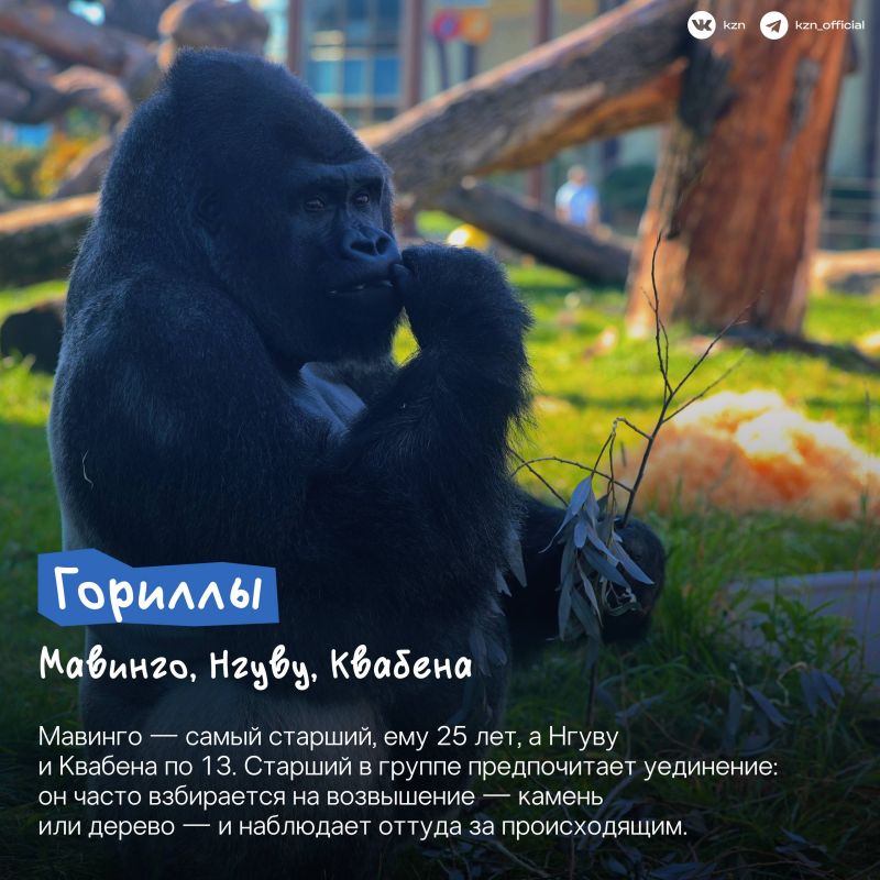 А вы знали, что в нашем зооботсаду живет самое большое в России количество жирафов? А вы знали, что в нашем зооботсаду живет самое большое в России количество жирафов?