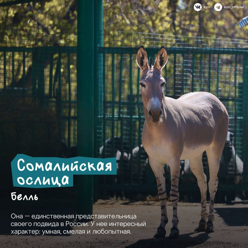 А вы знали, что в нашем зооботсаду живет самое большое в России количество жирафов? А вы знали, что в нашем зооботсаду живет самое большое в России количество жирафов?