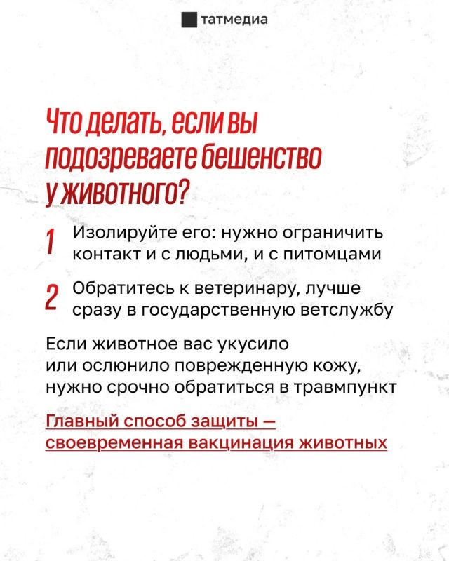 Бешеная кошка напала на двух человек в Тукаевском районе Татарстана Бешеная кошка напала на двух человек в Тукаевском районе Татарстана