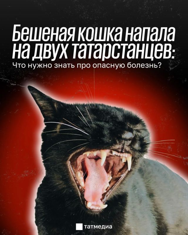 Бешеная кошка напала на двух человек в Тукаевском районе Татарстана