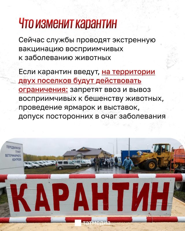 Бешеная кошка напала на двух человек в Тукаевском районе Татарстана Бешеная кошка напала на двух человек в Тукаевском районе Татарстана