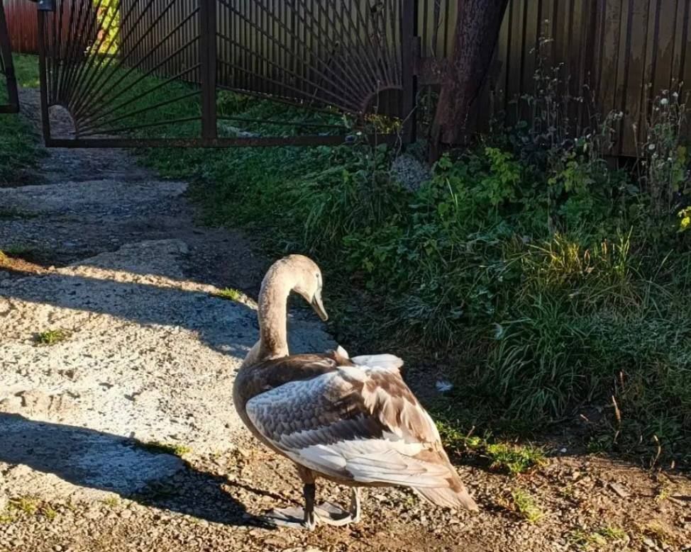 В Нижнекамском районе спасли молодого лебедя-шипуна
