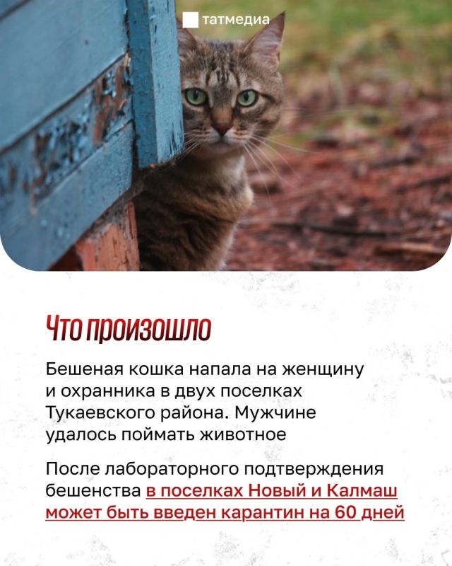 Бешеная кошка напала на двух человек в Тукаевском районе Татарстана Бешеная кошка напала на двух человек в Тукаевском районе Татарстана