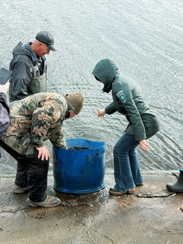 Около 1000 мальков сазана выпустили в Заинское водохранилище Около 1000 мальков сазана выпустили в Заинское водохранилище