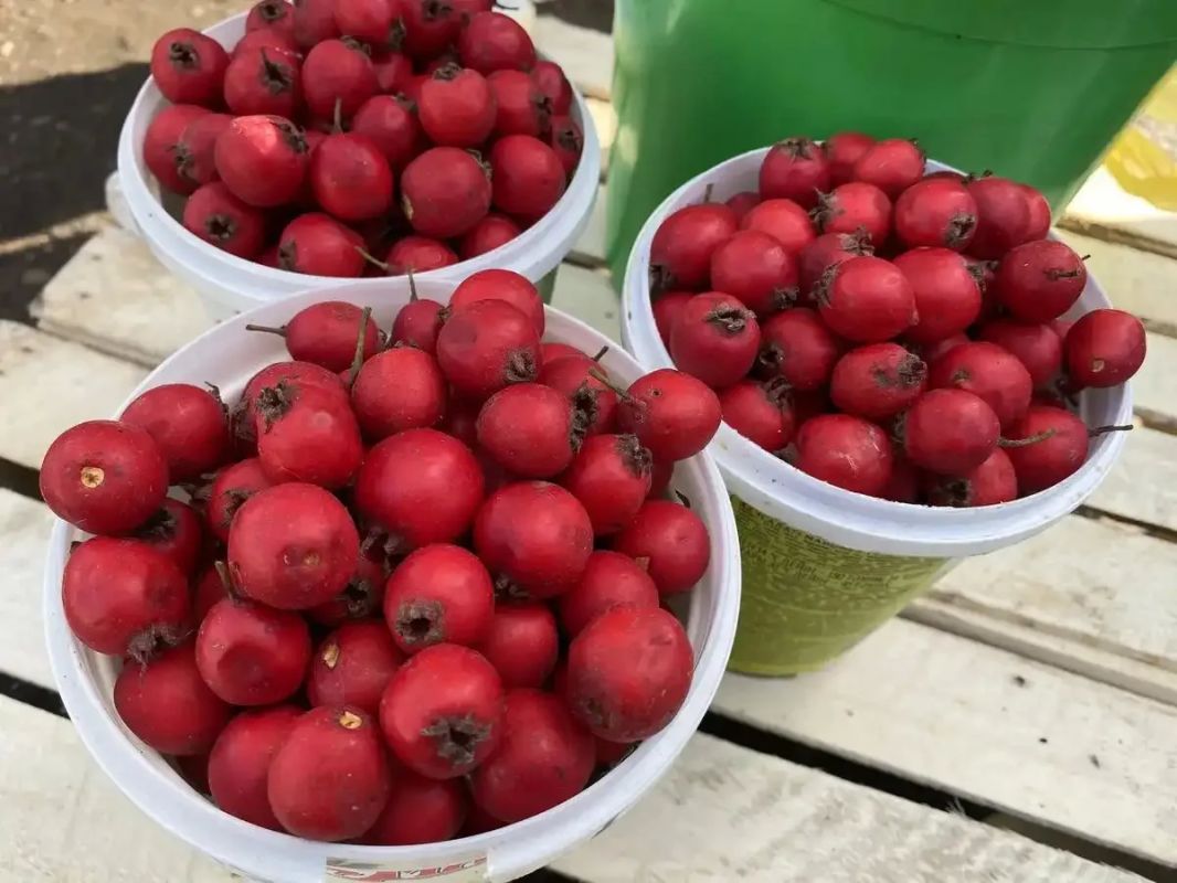 На центральном рынке Нижнекамска дачники продают излишки урожая со своих участков На центральном рынке Нижнекамска дачники продают излишки урожая со своих участков