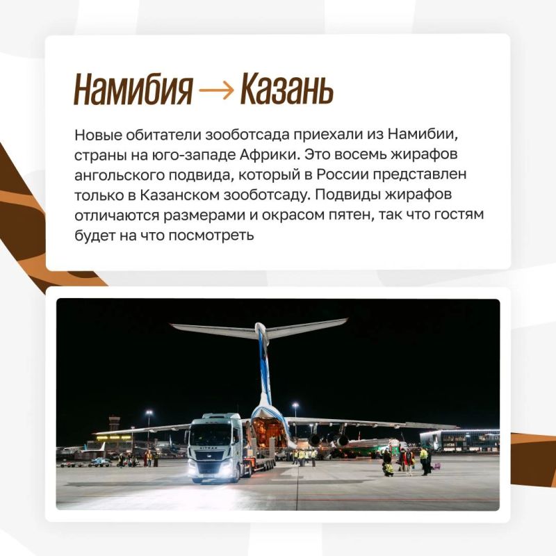 Из Африки в Казань: как живут жирафы в зооботсаду