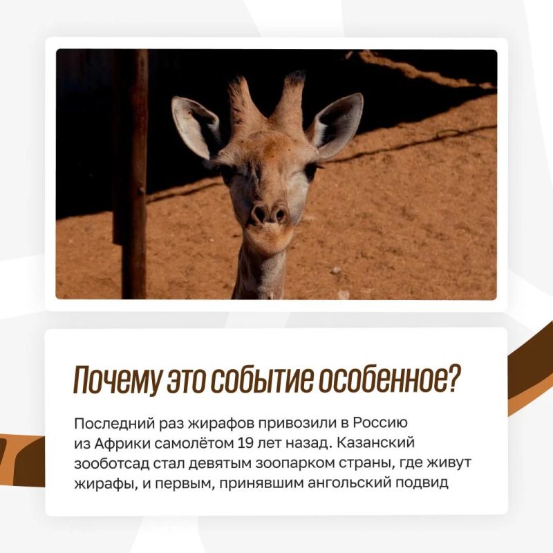 Из Африки в Казань: как живут жирафы в зооботсаду Из Африки в Казань: как живут жирафы в зооботсаду