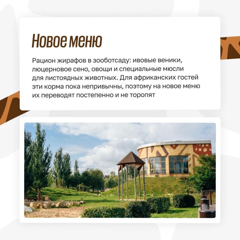 Из Африки в Казань: как живут жирафы в зооботсаду Из Африки в Казань: как живут жирафы в зооботсаду