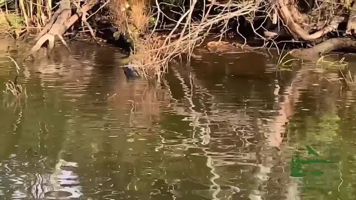 Ондатра, канюк и косуля с тремя детёнышами попали на видео в Татарстане