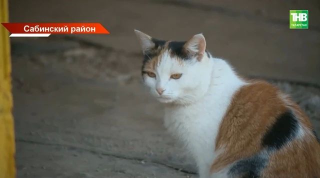 Бешенство в Татарстане: 29 очагов, готовится карантин в шести районах и почему кошки стали главной мишенью